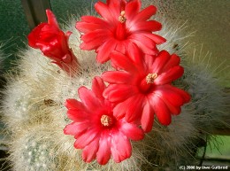 Mammillaria senilis  